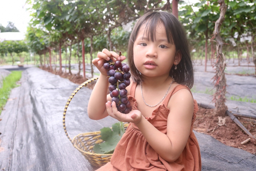 Lạc bước vào vườn nho sai trĩu quả ngay tại Hà Nội