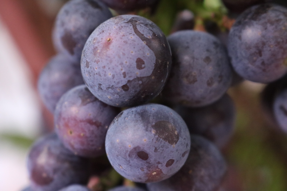 Lạc bước vào vườn nho sai trĩu quả ngay tại Hà Nội