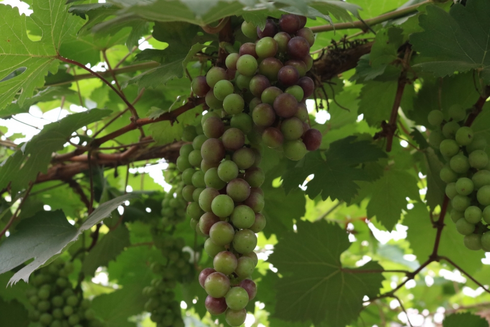 Lạc bước vào vườn nho sai trĩu quả ngay tại Hà Nội