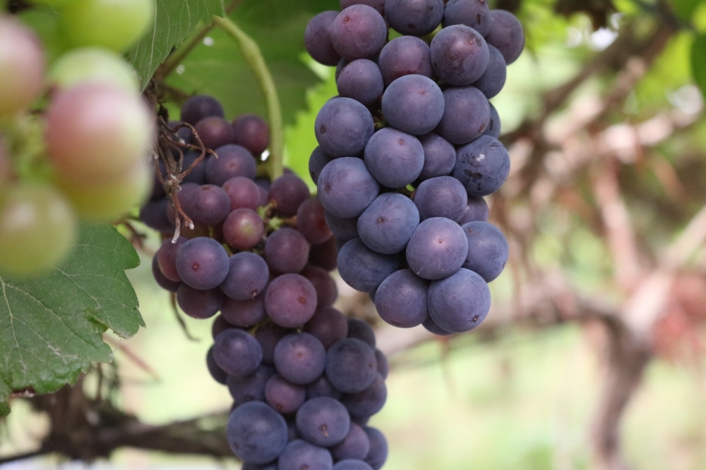 Lạc bước vào vườn nho sai trĩu quả ngay tại Hà Nội