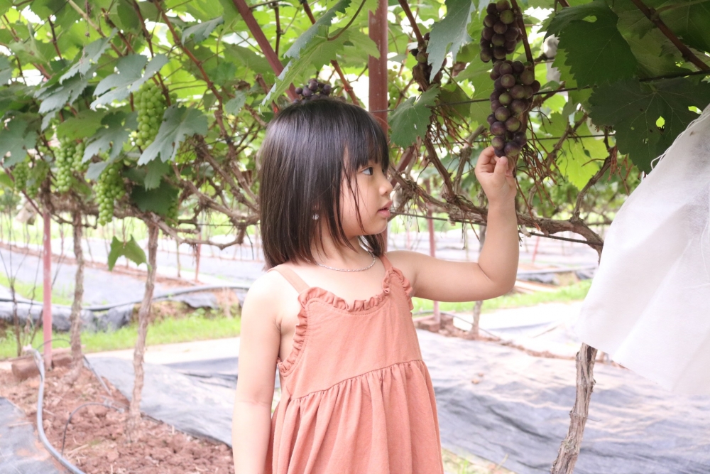 Lạc bước vào vườn nho sai trĩu quả ngay tại Hà Nội