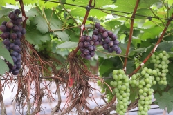 ngam vuon nho sai triu qua ngay tai ha noi