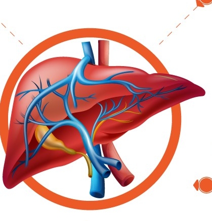 Những thực phẩm dễ khiến gan nhiễm độc