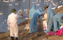 2 tháng, cả nước có 34 ổ dịch cúm gia cầm