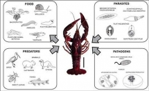 Tại sao tôm hùm đất lại bị cấm nuôi ở Việt Nam?