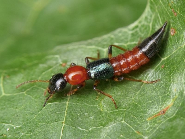 Cách chăm sóc khi bị tiếp xúc với độc tố kiến ba khoang