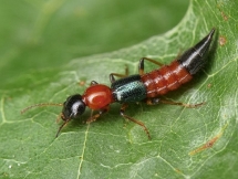 Cách chăm sóc khi bị tiếp xúc với độc tố kiến ba khoang