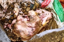 300 kg thit lon ban o sa pa ton du khang sinh van co dau kiem soat giet mo