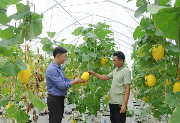 Lào Cai: Sản xuất nông nghiệp công nghệ cao dự kiến hơn 500 tỷ đồng