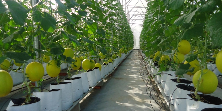 Dự án trồng cây ăn quả ứng dụng công nghệ cao sắp được triển khai ở Lai Châu
