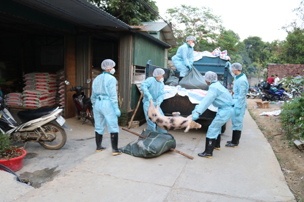 Lào Cai: Huyện Mường Khương công bố dịch tả lợn châu Phi