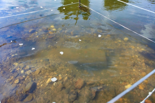 Điện Biên phát hiện quả bom chưa nổ dưới lòng suối