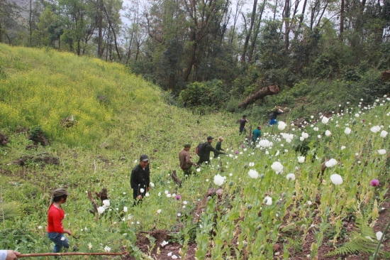 Lai Châu: Diện tích phá nhổ cây thuốc phiện đã giảm mạnh