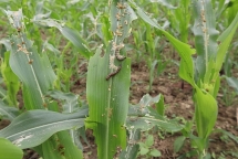 Sâu keo mùa thu cắn nát hơn 3.300 héc ta ngô ở Điện Biên