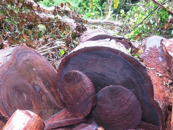 Cây nghiến 100 năm tuổi ở Lào Cai bị lâm tặc chặt hạ