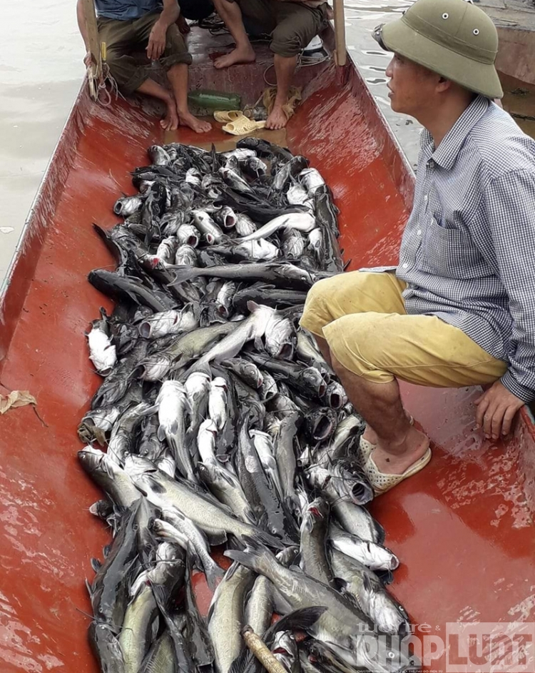 Lai Châu: Cá lồng chết hàng loạt sau 1 đêm mưa