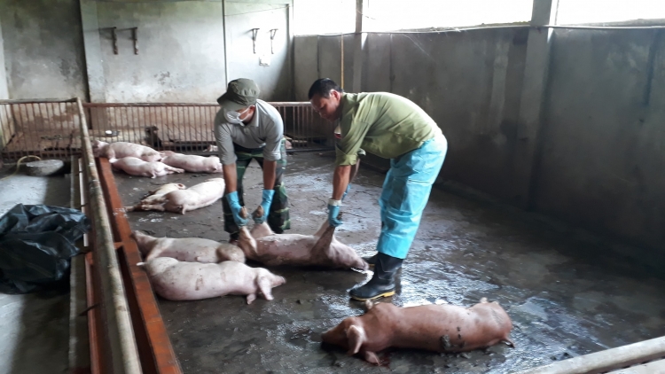Lào Cai: Hỗ trợ bị thiệt hại do dịch tả lợn châu Phi thấp nhất 28.000đ/1kg.