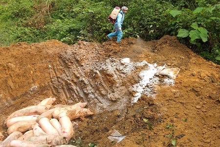 Huyện thứ 7 ở Lào Cai công bố dịch tả lợn châu Phi
