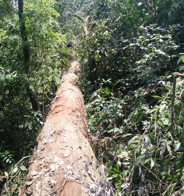 Lào Cai: Khởi tố vụ án chặt hạ cây gỗ nghiến 100 tuổi