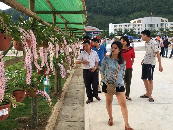 Mãn nhãn với hàng trăm loài hoa lan ở lễ hội Mộc Châu 2019