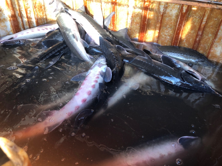 Lào Cai: Tiêu hủy 400kg cá Tầm không rõ nguồn gốc