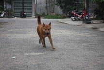 lao cai mot nguoi tu vong do chu quan sau khi bi cho can