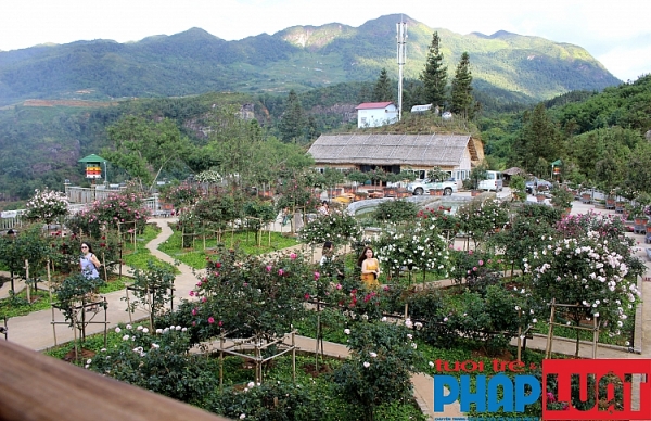 doi hong co khien du khach chua tung bao gio that vong o sa pa