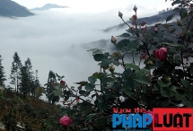 Đồi hồng cổ khiến du khách chưa từng bao giờ thất vọng ở Sa Pa