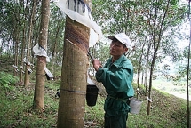 Cao su Lai Châu thời mất giá: Người dân còn “ôm mộng” làm giàu?