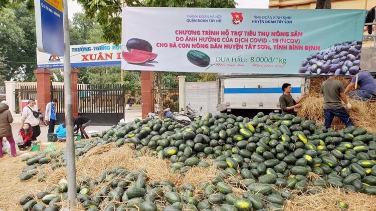 Thanh niên quận Tây Hồ giải cứu dưa hấu