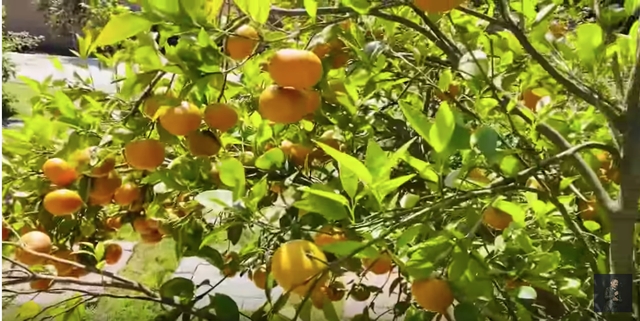 e show thoi covid 19 bang kieu o nha lam nong dan lao dong chan tay