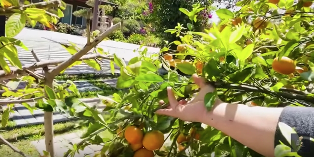 e show thoi covid 19 bang kieu o nha lam nong dan lao dong chan tay