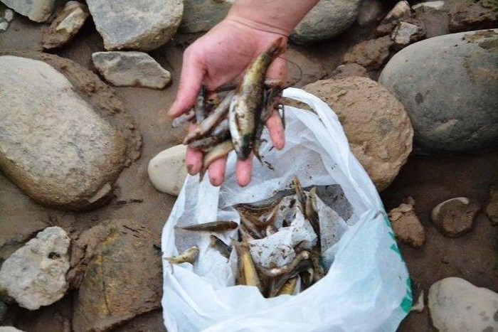 Không ghi nhận nguồn ô nhiễm nào sau vụ cá chết bất thường từ Việt Nam