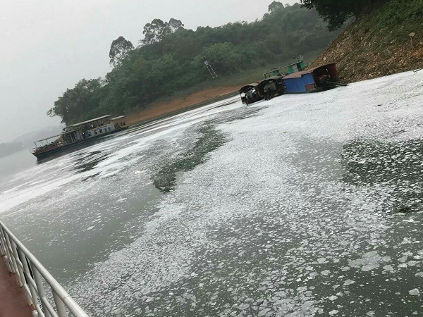 Xác định thủ phạm gây ra hiện tượng bọt trắng xoá trên hồ Thác Bà