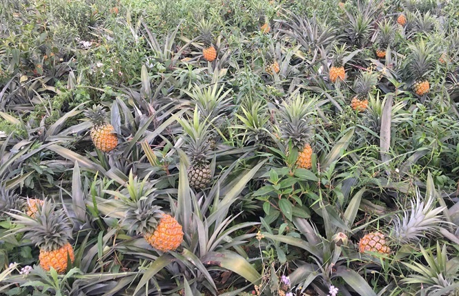 nong dan lao cai khoc do meu do vi dua duoc mua nhung mat gia