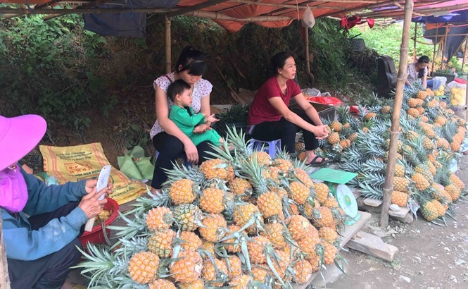 Nông dân ở Lào Cai "khóc dở mếu dở" vì dứa được mùa nhưng mất giá