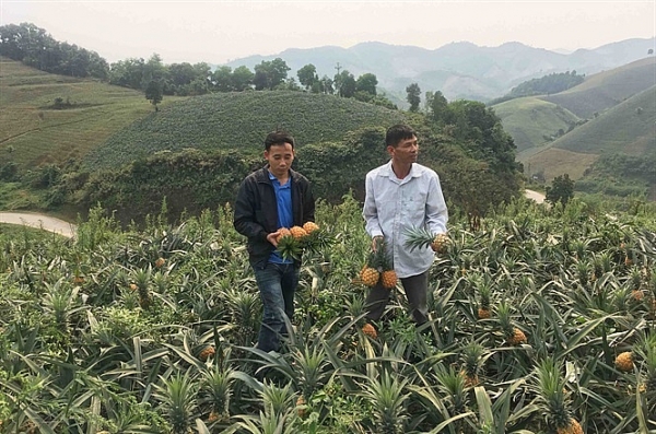 nong dan lao cai khoc do meu do vi dua duoc mua nhung mat gia