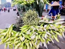 Hoa loa kèn khoe sắc trắng tinh khôi khắp các con ngõ của Thủ đô