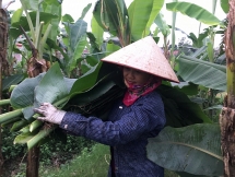 Người Hà Nội kiếm bạc triệu mỗi ngày từ chiến dịch lá chuối bọc thực phẩm