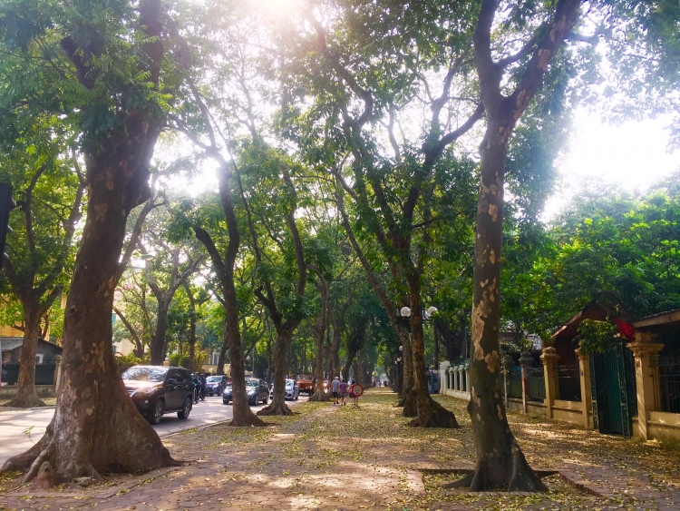 xon xang mua la rung tren pho ha noi