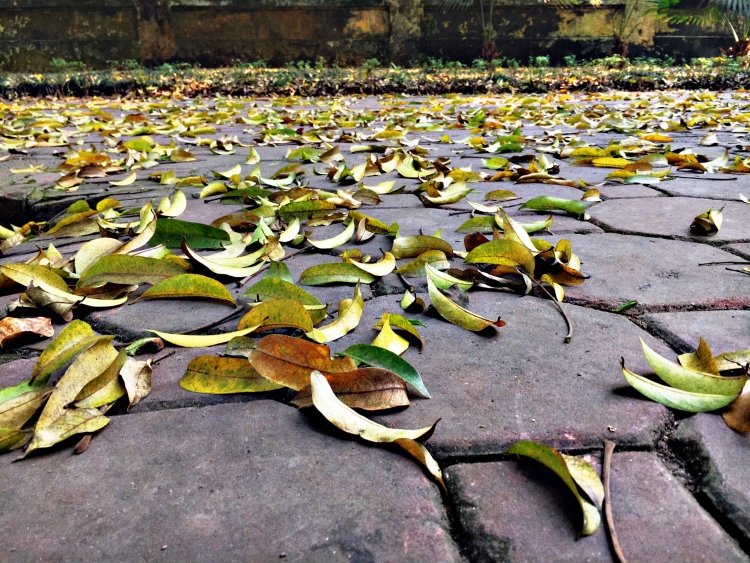 Xốn xang mùa lá rụng trên phố Hà Nội