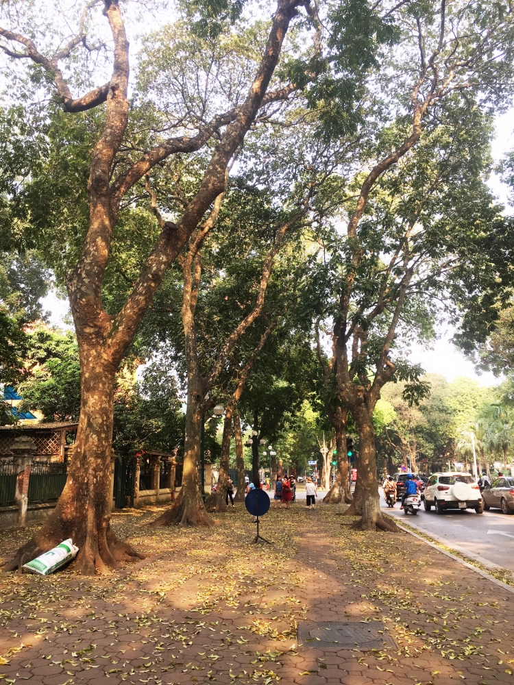 xon xang mua la rung tren pho ha noi