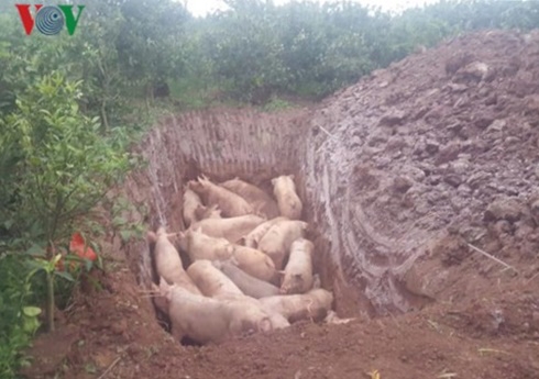 Yên Bái xác nhận có 2 ổ dịch tả lợn châu Phi