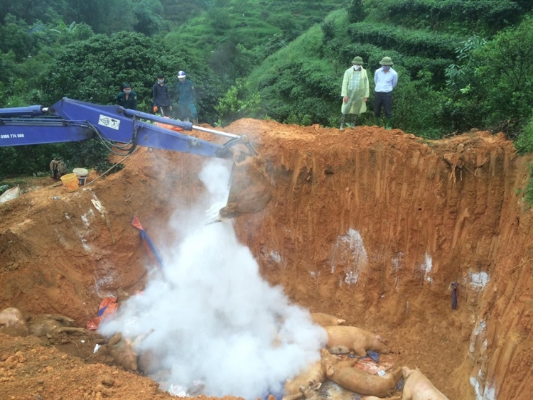 Yên Bái triển khai các biện pháp phòng chống dịch tả lợn châu Phi lây lan