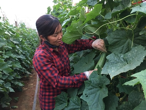 Trồng Dưa chuột trên cao nguyên, sai quả, dễ bán, thu tiền "tươi" tại Sơn La