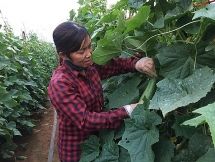 Trồng Dưa chuột trên cao nguyên, sai quả, dễ bán, thu tiền "tươi" tại Sơn La