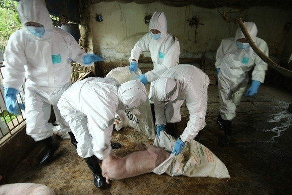 Yên Bái phát hiện ổ dịch tả lợn châu Phi mới