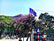 Hoa bằng lăng tím khoe sắc đầu hè