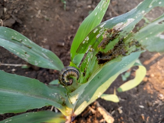 Sơn La: Sâu lạ "gặm nát" vườn ngô non, ăn cụt cả ngọn