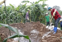 Dịch tả lợn châu Phi ngày càng lan rộng ở Yên Bái